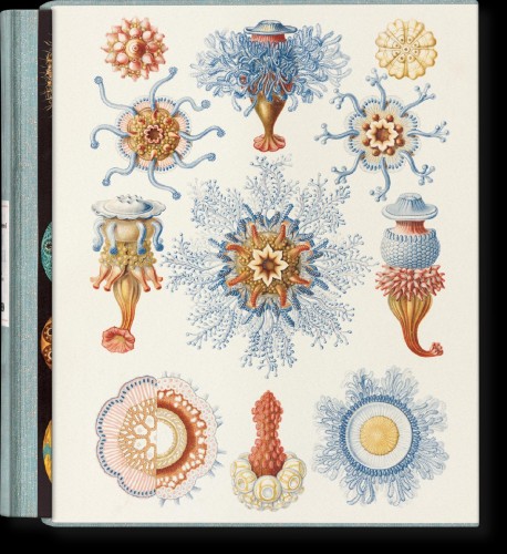 Przejdź do produktu THE ART AND SCIENCE OF ERNST HAECKEL