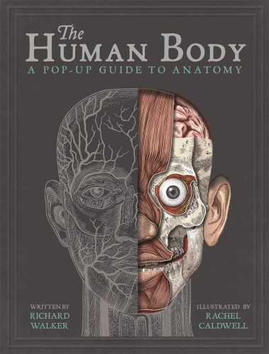 Przejdź do produktu THE HUMAN BODY. A POP-UP GUIDE TO ANATOMY WER....