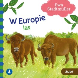 W Europie. Las. Żubr