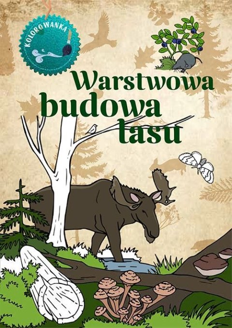 Warstwowa budowa lasu. Kolorowanka