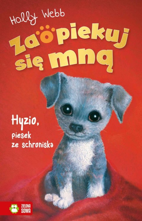 Hyzio, piesek ze schroniska. Zaopiekuj się mną